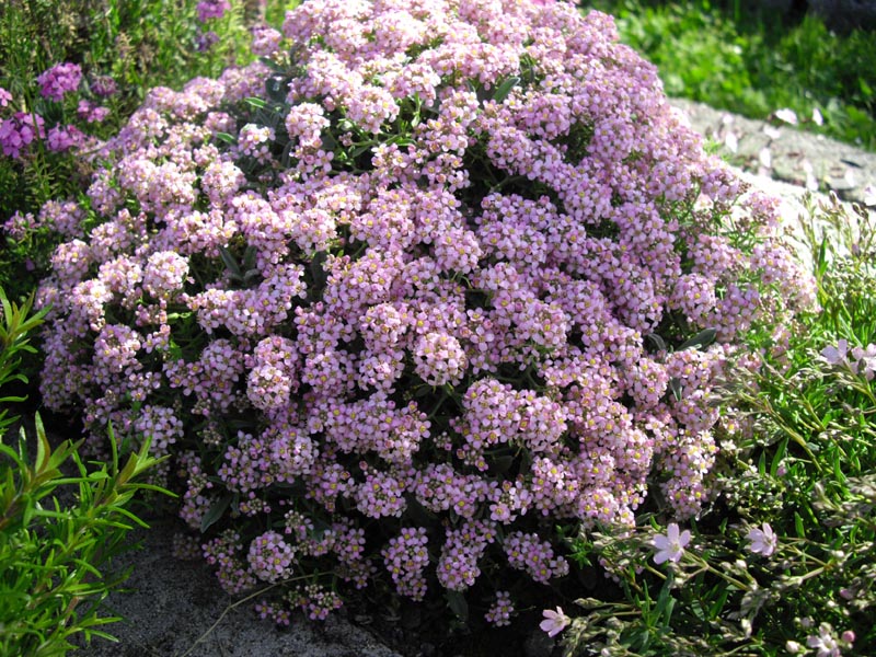 Ptilotrichum spinosum 'roseum' photo